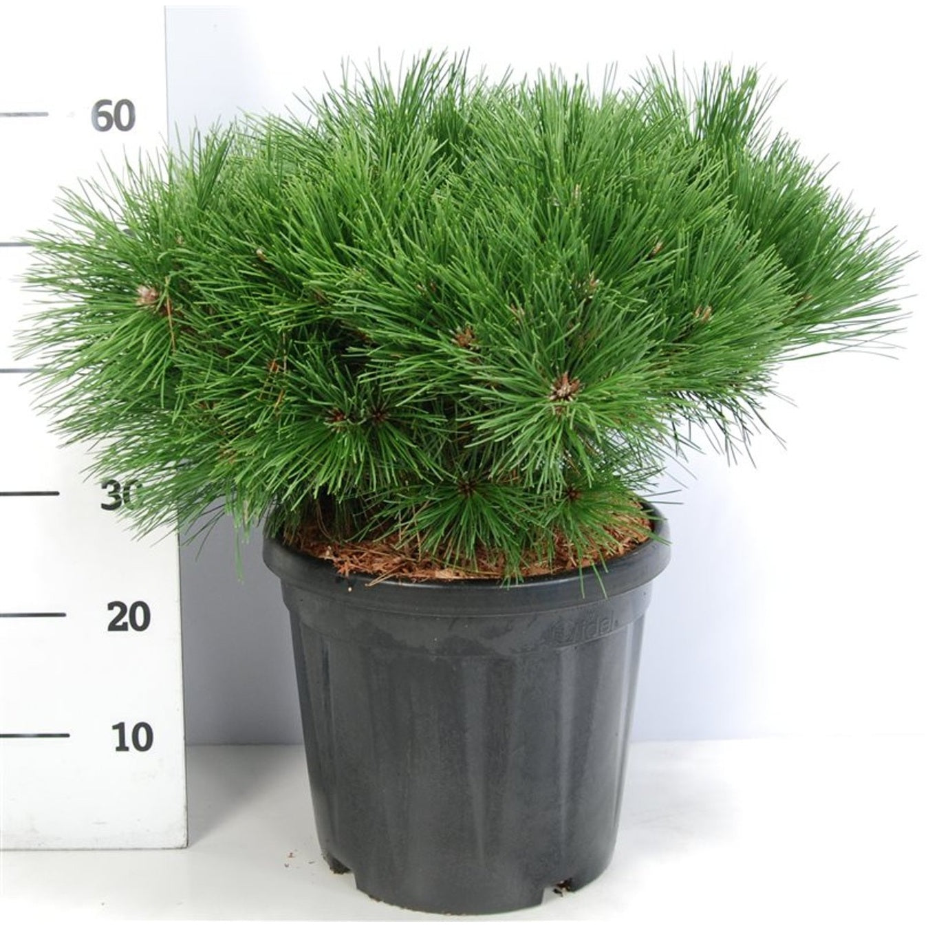 Svarttall – Pinus nigra 'Pierrick Bregeon' - C13 40-50 cm.